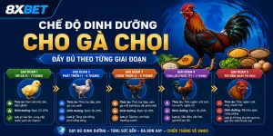Chế độ dinh dưỡng cho gà chọi