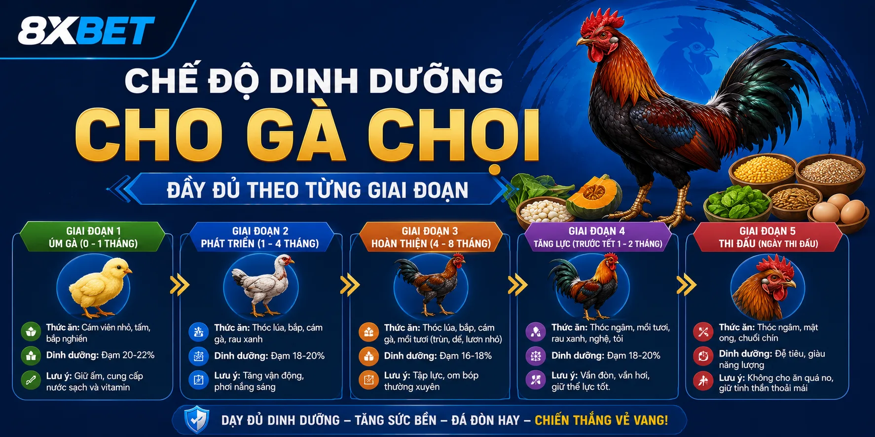 Chế độ dinh dưỡng cho gà chọi